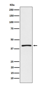 CD298 Recombinant Rabbit Monoclonal Antibody (K01_4J46)
