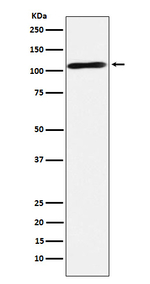 RAPGEF4 Recombinant Rabbit Monoclonal Antibody (K01_4J54)