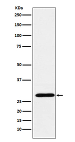 RGS18 Recombinant Rabbit Monoclonal Antibody (K01_4J62)