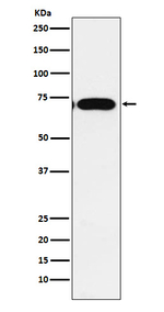 CPEB1 Recombinant Rabbit Monoclonal Antibody (K01_4J63)