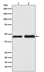 Oxytocin Receptor Recombinant Rabbit Monoclonal Antibody (K01_4J64)