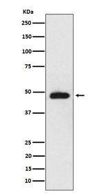 NeuroD2 Recombinant Rabbit Monoclonal Antibody (K01_4J67)