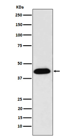 NUDC Antibody in Western Blot (WB)