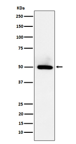 BMP-15 Recombinant Rabbit Monoclonal Antibody (K01_4J72)