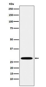 PSMA3 Antibody in Western Blot (WB)