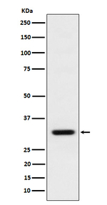 BCL2L12 Antibody in Western Blot (WB)