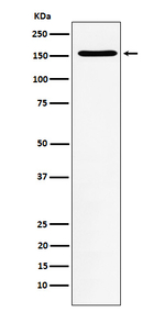 WAPL Recombinant Rabbit Monoclonal Antibody (K01_4J78)