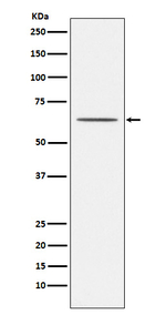 Nogo Receptor Recombinant Rabbit Monoclonal Antibody (K01_4J82)