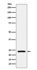 CSN1S1 Recombinant Rabbit Monoclonal Antibody (K01_4J86)