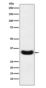 PLSCR1 Recombinant Rabbit Monoclonal Antibody (K01_4J88)