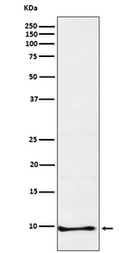 NNAT Recombinant Rabbit Monoclonal Antibody (K01_4J95)