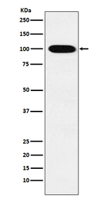 VPS18 Recombinant Rabbit Monoclonal Antibody (K01_4K02)