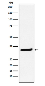 POLR2C Recombinant Rabbit Monoclonal Antibody (K01_4K03)