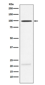 MAG Recombinant Rabbit Monoclonal Antibody (K01_4K06)