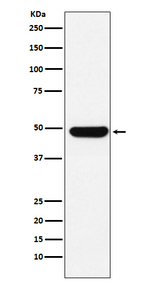 UAP56 Recombinant Rabbit Monoclonal Antibody (K01_4K12)