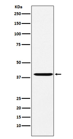 CAPG Antibody in Western Blot (WB)