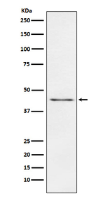 Carboxypeptidase A1/B1/A2 Recombinant Rabbit Monoclonal Antibody (K01_4K18)