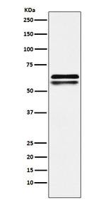 NAP1L1 Antibody in Western Blot (WB)