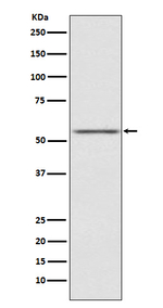 AMHR2 Recombinant Rabbit Monoclonal Antibody (K01_4K21)