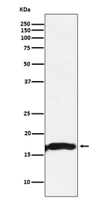 Alpha A Crystallin Antibody in Western Blot (WB)