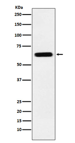 CRMP5 Recombinant Rabbit Monoclonal Antibody (K01_4K23)