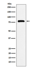 PAF1 Recombinant Rabbit Monoclonal Antibody (K01_4K26)