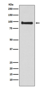 VAV3 Recombinant Rabbit Monoclonal Antibody (K01_4K29)