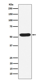 WASP Recombinant Rabbit Monoclonal Antibody (K01_4K39)
