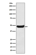 BHMT Antibody in Western Blot (WB)