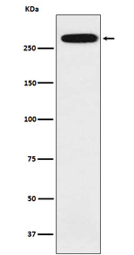 Spectrin alpha-1 Recombinant Rabbit Monoclonal Antibody (K01_4K45)