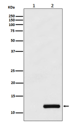 CCL4 Recombinant Rabbit Monoclonal Antibody (K01_4K47)