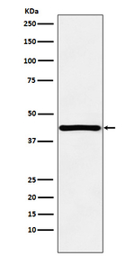 HOXA13 Recombinant Rabbit Monoclonal Antibody (K01_4K48)