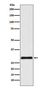 CHMP3 Recombinant Rabbit Monoclonal Antibody (K01_4K49)