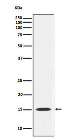 MAGOH Antibody in Western Blot (WB)