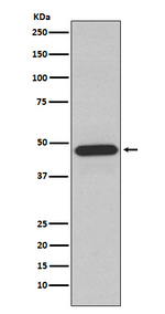p47phox Antibody in Western Blot (WB)