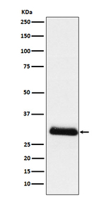 Apolipoprotein D Recombinant Rabbit Monoclonal Antibody (K01_4K59)