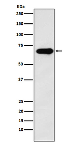 SAM68 Recombinant Rabbit Monoclonal Antibody (K01_4K63)