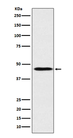 Apolipoprotein A4 Recombinant Rabbit Monoclonal Antibody (K01_4K65)