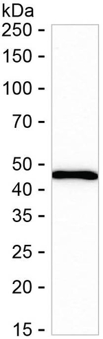 HLA-B Recombinant Rabbit Monoclonal Antibody (K01_4K72)