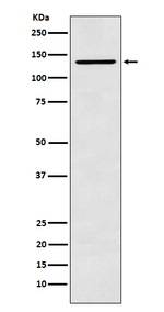 CARD11 Antibody in Western Blot (WB)
