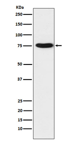 TRAP1 Recombinant Rabbit Monoclonal Antibody (K01_4K76)