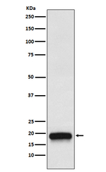 VEGFB Antibody in Western Blot (WB)