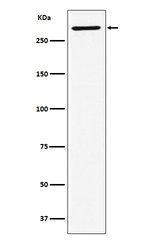 HYD Recombinant Rabbit Monoclonal Antibody (K01_4K78)