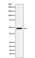 TLX Recombinant Rabbit Monoclonal Antibody (K01_4K84)
