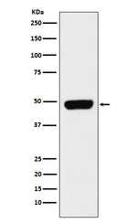 Pannexin 1 Recombinant Rabbit Monoclonal Antibody (K01_4K85)