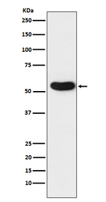 CHRNA5 Recombinant Rabbit Monoclonal Antibody (K01_4K89)