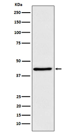 WIF1 Antibody in Western Blot (WB)