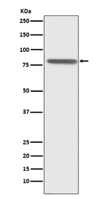 PSAP Recombinant Rabbit Monoclonal Antibody (K01_4K99)