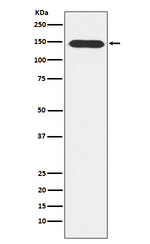 PLCB3 Recombinant Rabbit Monoclonal Antibody (K01_4L05)