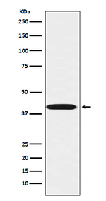 LHX3 Recombinant Rabbit Monoclonal Antibody (K01_4L06)
